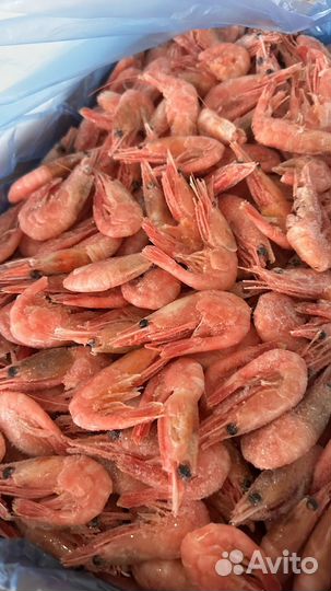 Креветка северная 90
