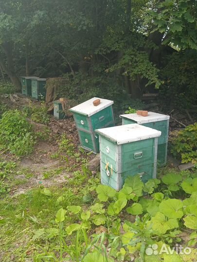 Продам пчелосемьи
