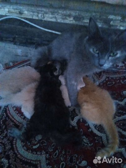 Котята полубританские