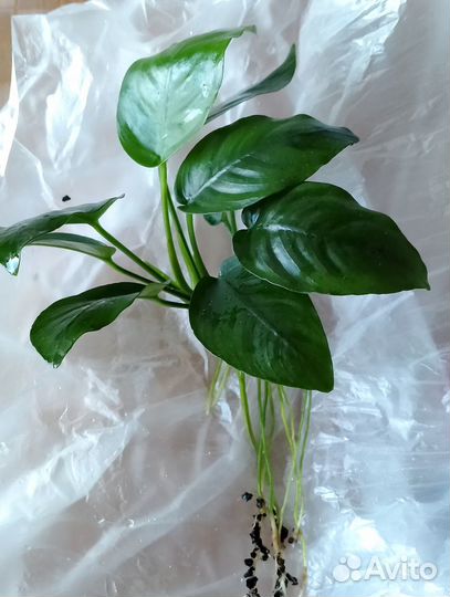 Зеленоград. Растения для аквариум