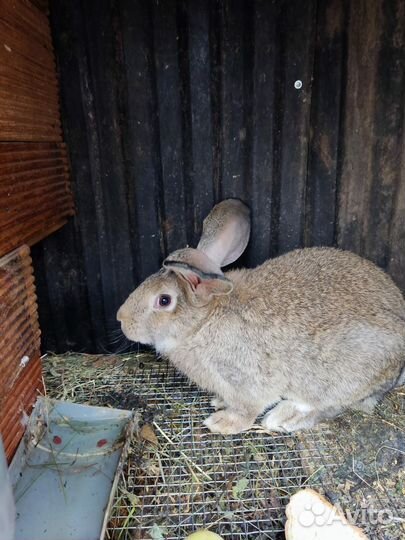 Кролики породы великан