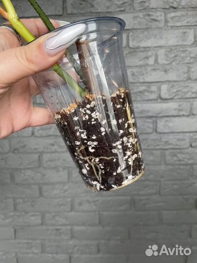 Филодендрон магическая маска