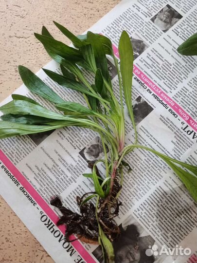 Астра альпийская