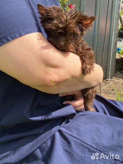 Щенки йорка мини