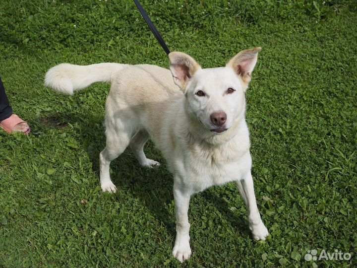 Он обожает целоваться. А в приюте не с кем