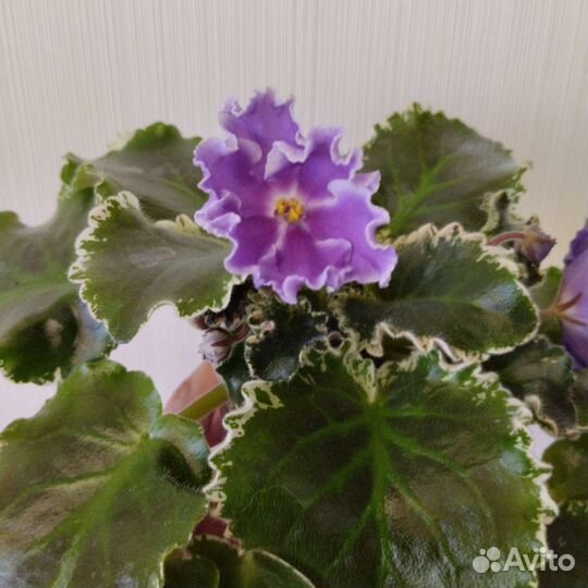 Узамбарская фиалка (разные сорта)
