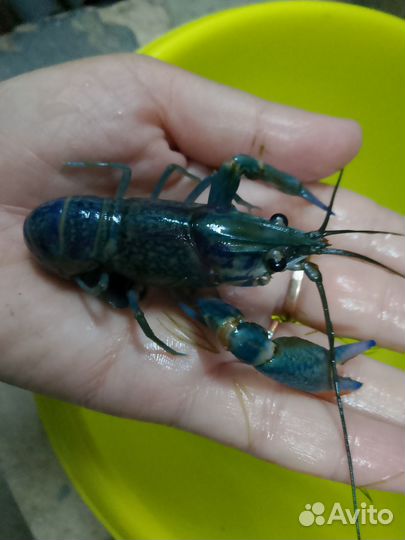 Австралийский рак