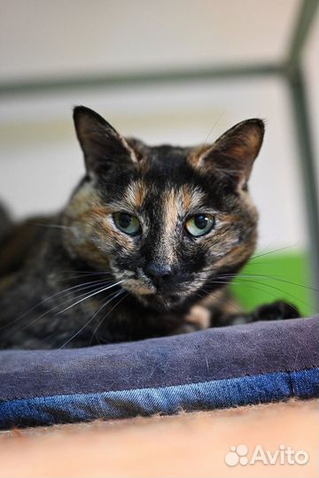 Кошечка Триша