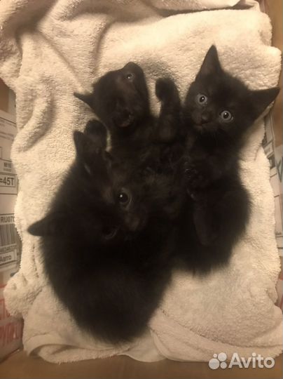 Котята в добрые руки