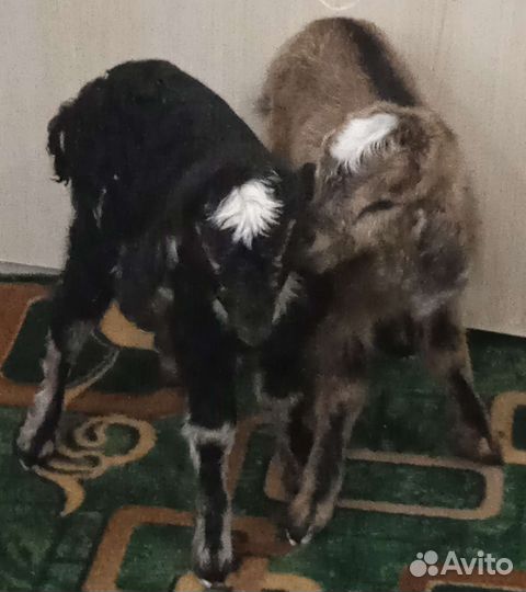 Нубийские козы