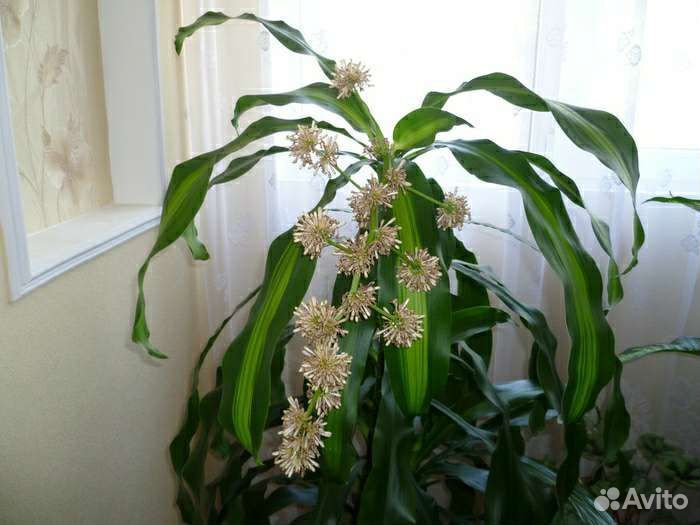 Драцена, денежное дерево, гастерия и другие цветы