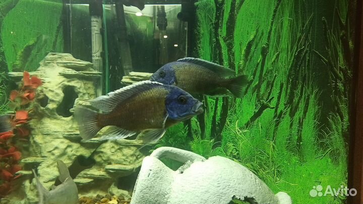 Продам рыбу