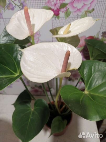 Комнатные цветы антуриум