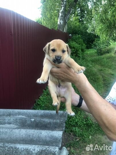 Отдам в добрые руки