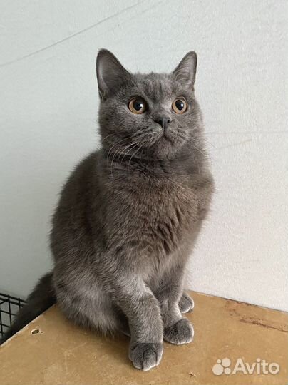 Кошка метис британской