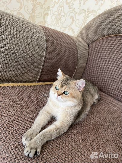 Продаётся кошечка британская золотая шиншилла