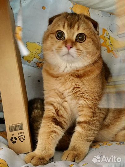 Вязка кота