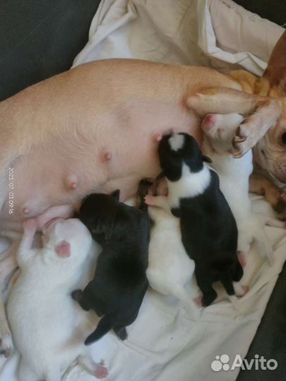 Новый помет чихуахуа