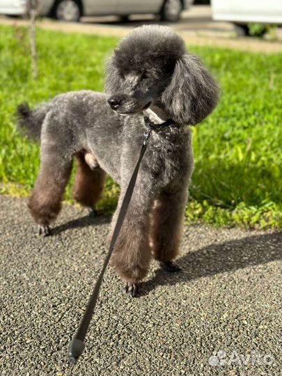 Груминг - стрижка собак и кошек