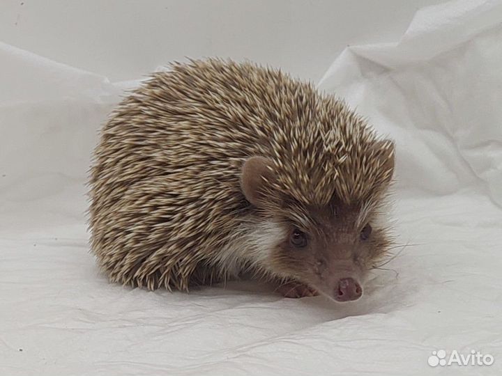 Еж на вязку