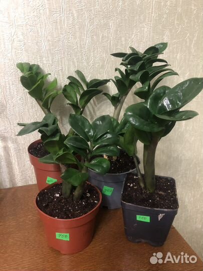 Замиокулькас Зензи, чёрный Равен.Замик изумр