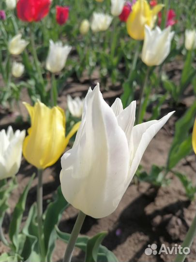 Луковицы тюльпанов микс