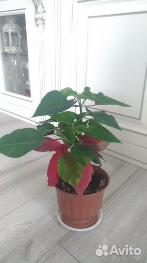 Пуансеттия