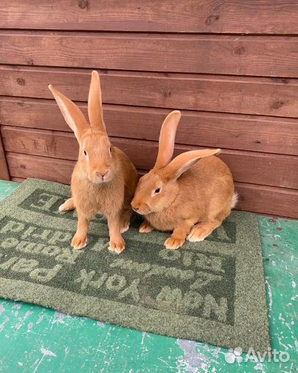 Бургундская порода 5 линий кролики самки самцы