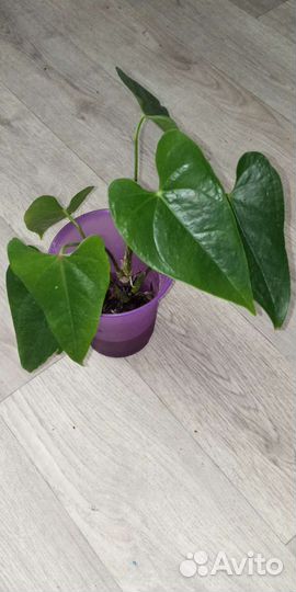 Антуриум красный