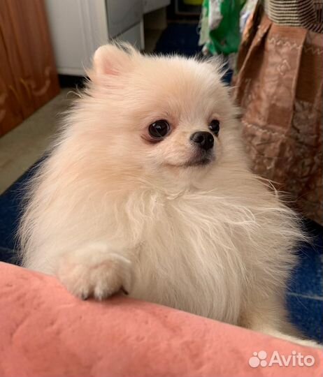 Померанский шпиц