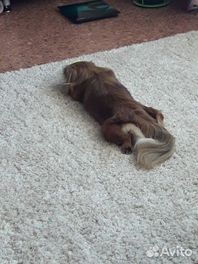 Щенки пекинеса