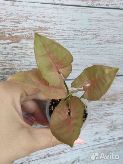 Сингониумы