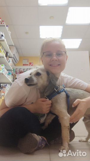 Выгул собак