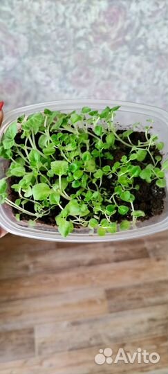 Рассада глоксинии