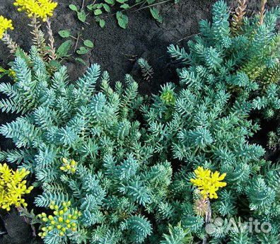 Почвопокровные растения