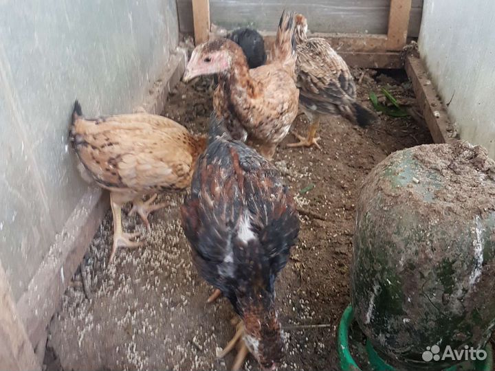 Петухи бойцовые о Шамо