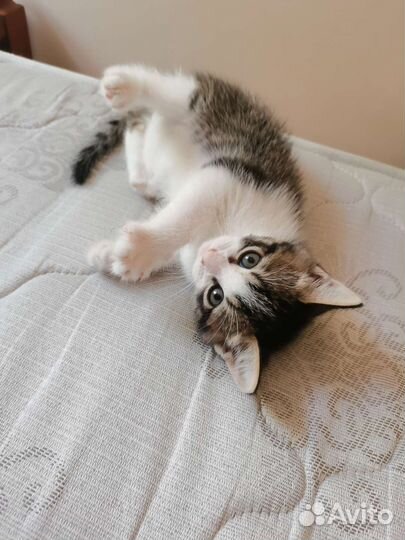 Кошка в дар бесплатно