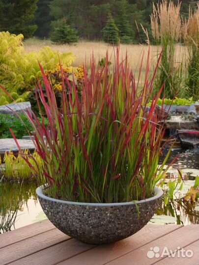 Многолетние цветы