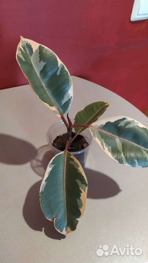 Фикус Бейлиз