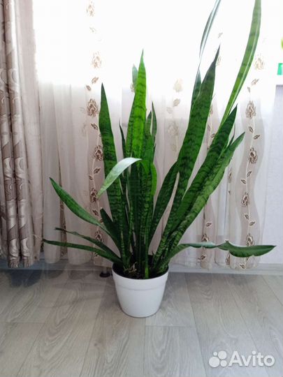 Сансевиерия сортовая