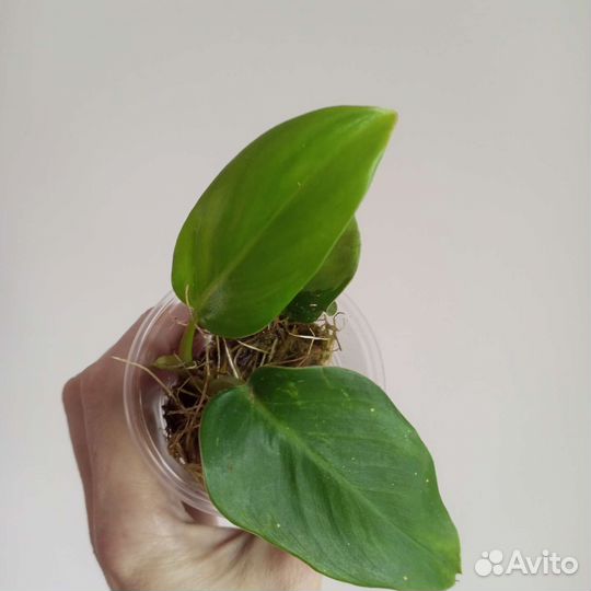 Филодендрон белая принцесса, Фил. бурле макс