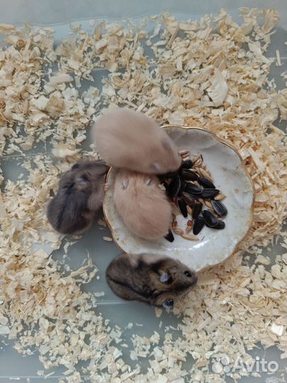 Джунгарский хомяк