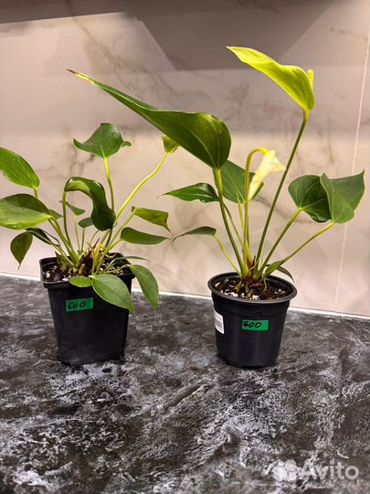 Антуриум белый