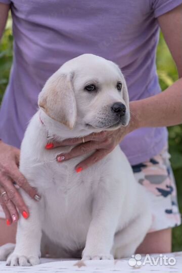 Щенки лабрадора палевые