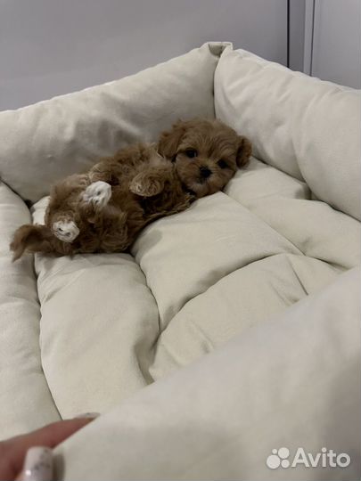 Мальтипу f1 micro