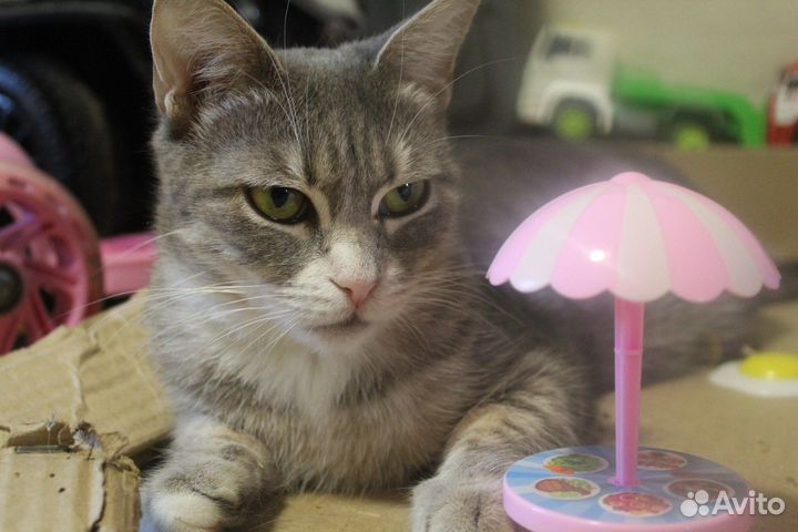 Очаровательная кошечка Лизи в добрые руки