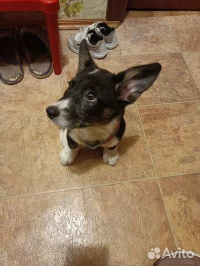 Передержка кошек