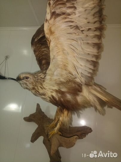 Чучело Сокола