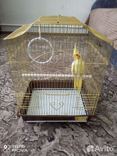Попугай корелла с клеткой