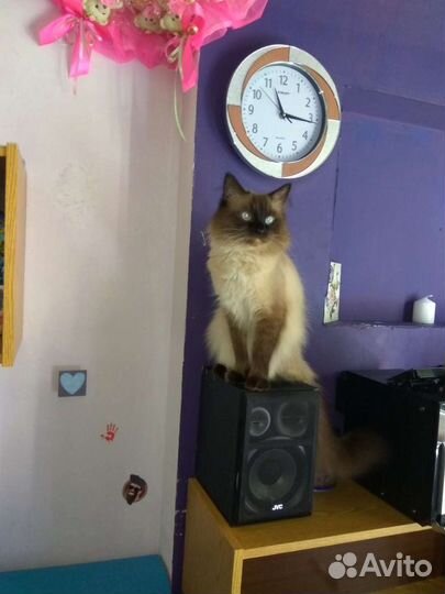 Невский маскарадный